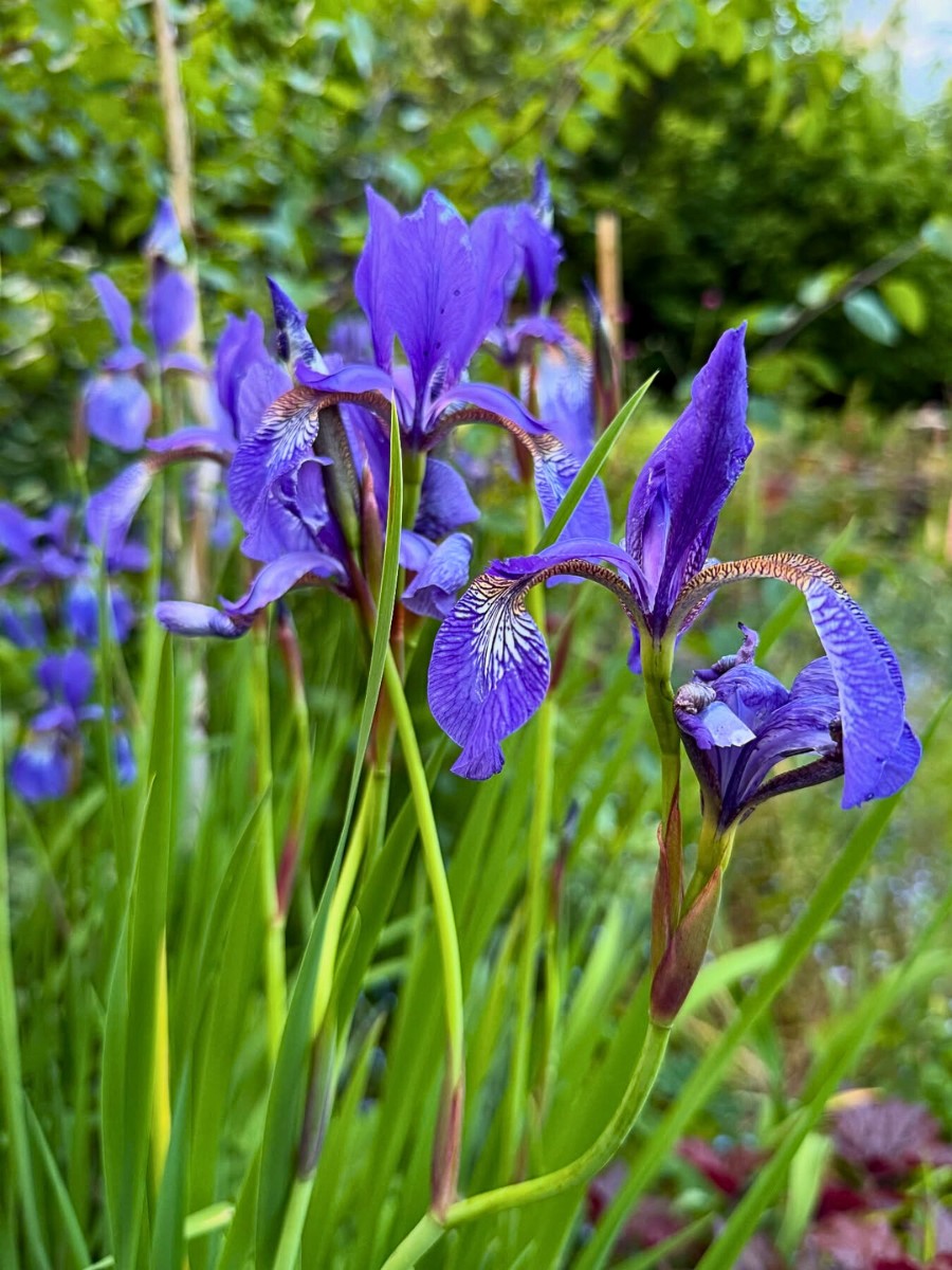 beautiful purple petals of the Siberian Iris