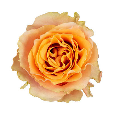 Rose Carpe Diem Cut flower on Thursd