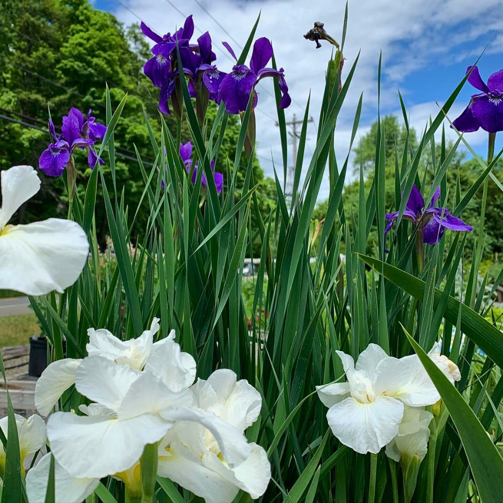 the plant siberian iris grows with flowering of different colors including purple, typical blue, and white