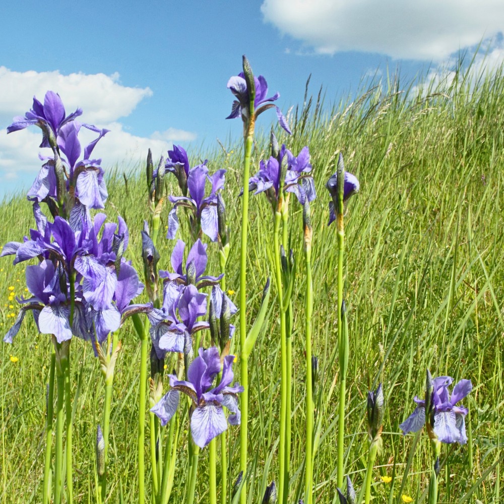 Iris sibirica, also called the Siberian iris