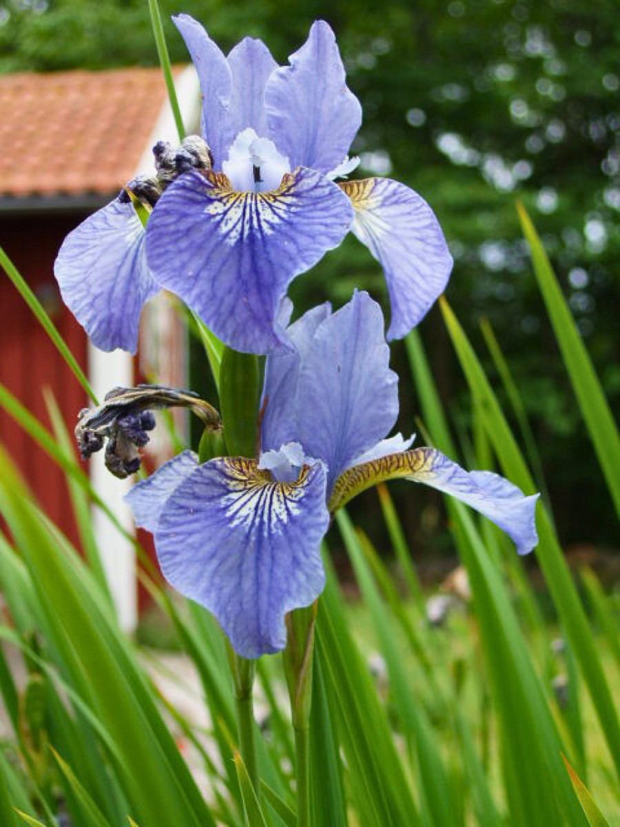 its easy to grow Iris Sibirica outdoors as they thrive in well drained soil