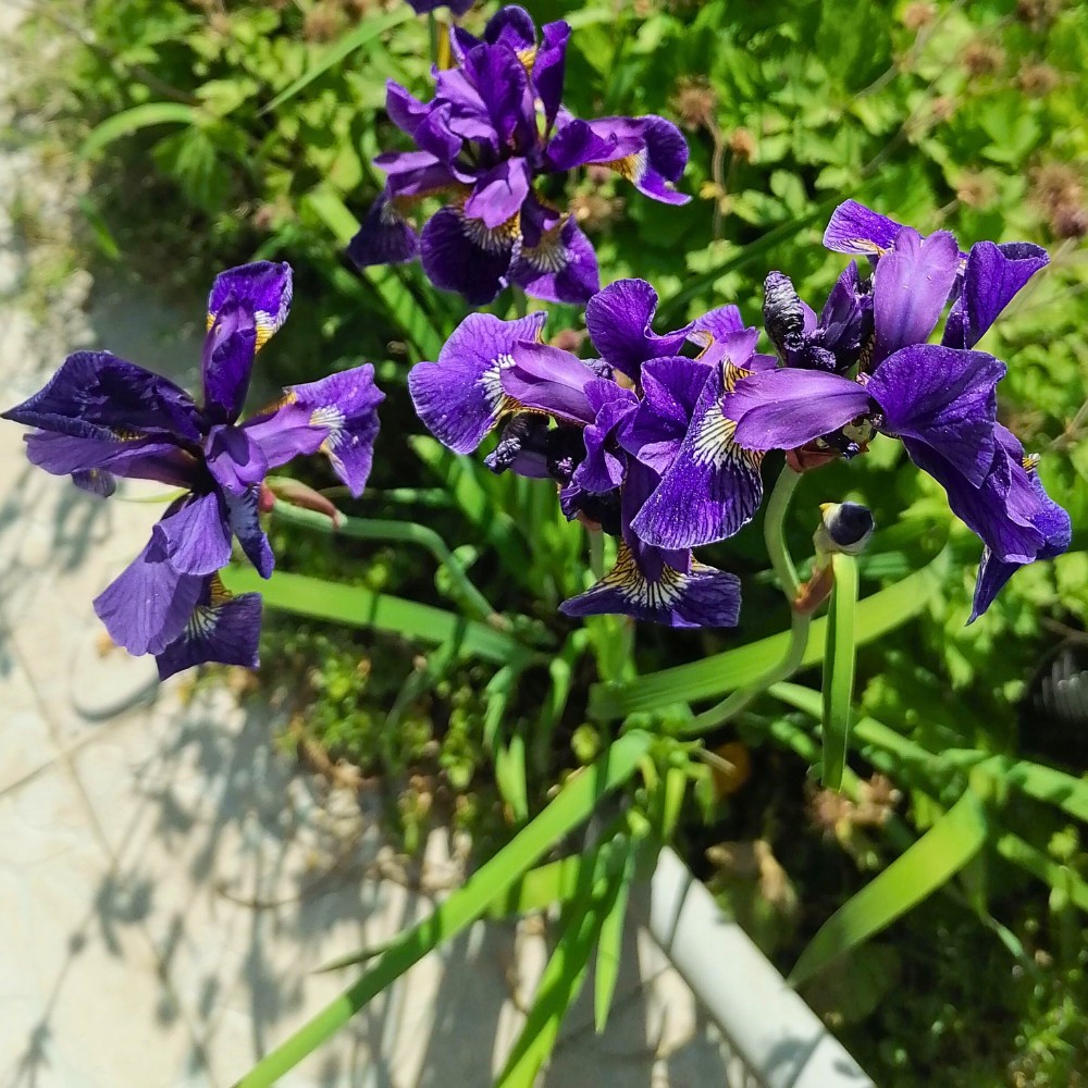 its always a good idea to plant siberian iris outdoors as one of the other name of this flower is garden iris