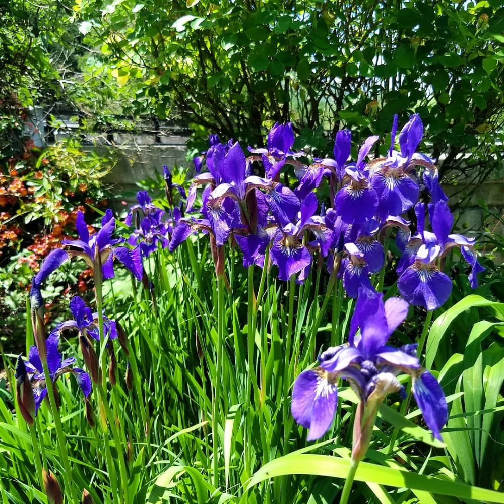 Iris sibirica Caesar&rsquo;s Brother