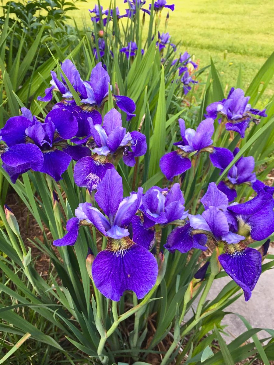 its relatively easier to grow siberian irises