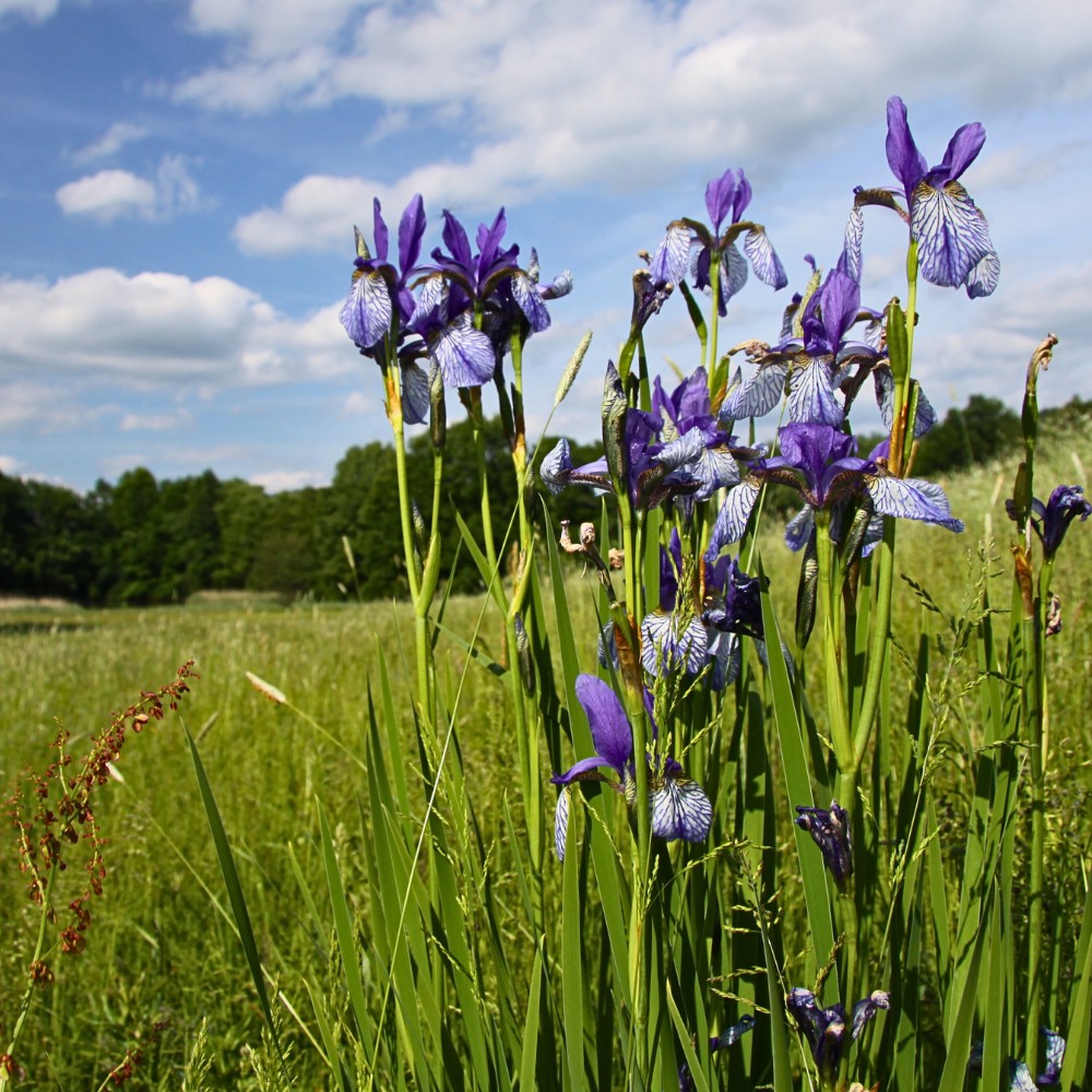 Iris Sanguinea