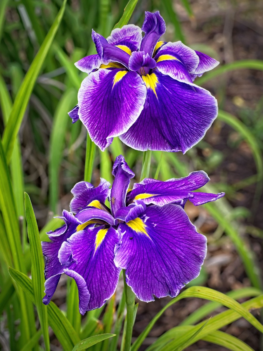 If You Have Ever Wondered How to Plant Iris Sibirica, When to Divide Iris Sibirica, or How to Grow Iris Sibirica &lsquo;Caesar&rsquo;s Brother&rsquo; in Particular, This Guide Walks You Through Everything in Practical Steps