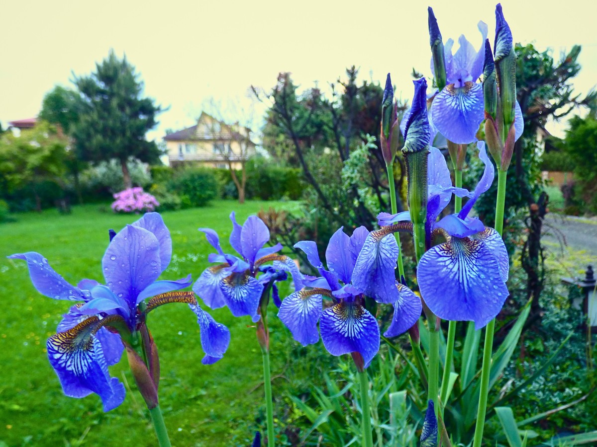 its not that difficult to grow siberian irises