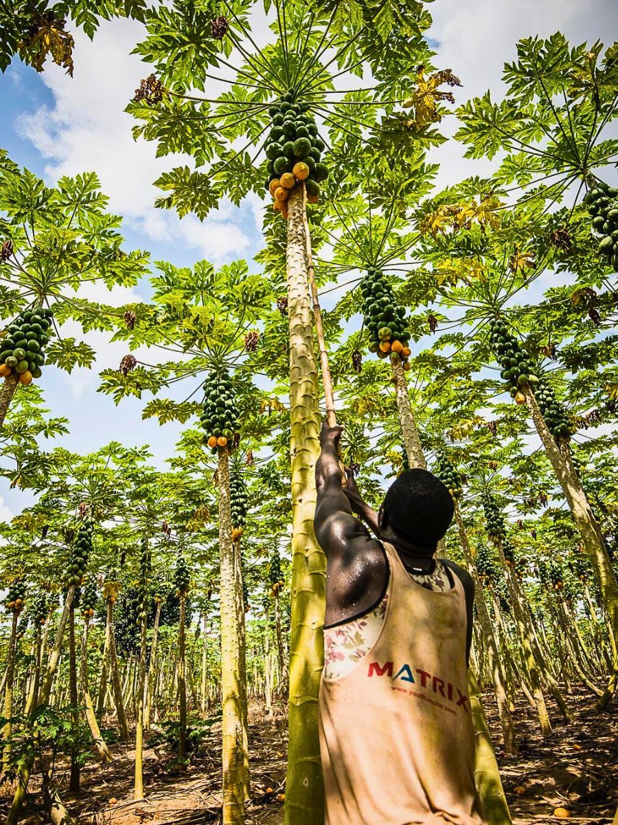 Fairmiles launches consultation on new Just Transition Principles for fairer sustainable supply chains