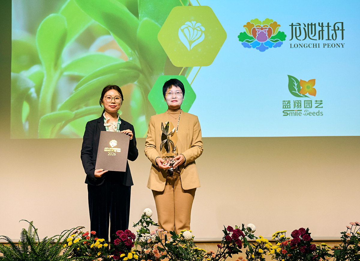 AIPH IGOTY Awards 2026 Longchi Peony