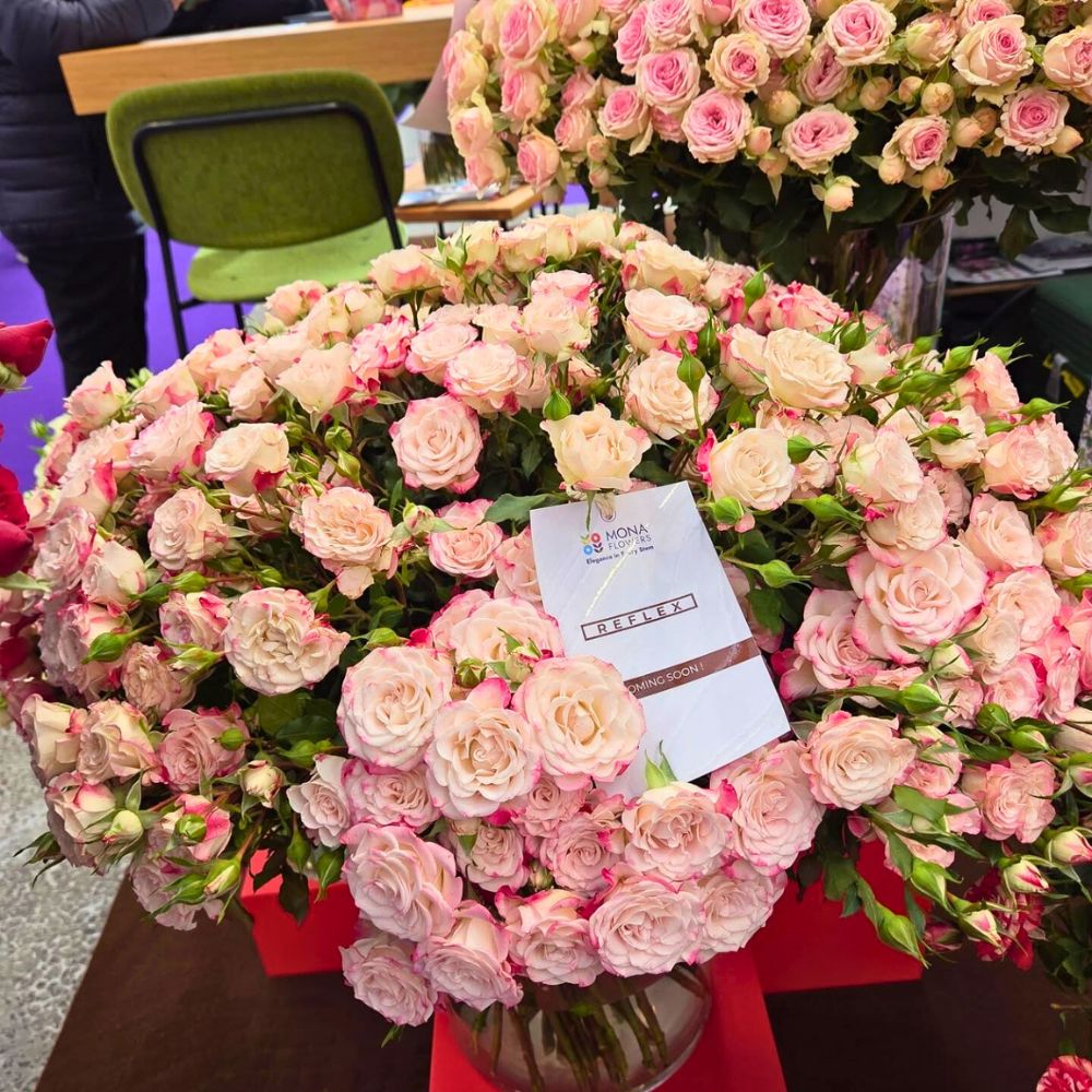 Spray rose Reflex grown at Mona Flowers