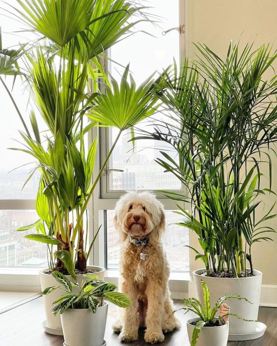10 Low Maintenance Houseplants that Are Safe for Your Furry Friends Bamboo palm on Thursd