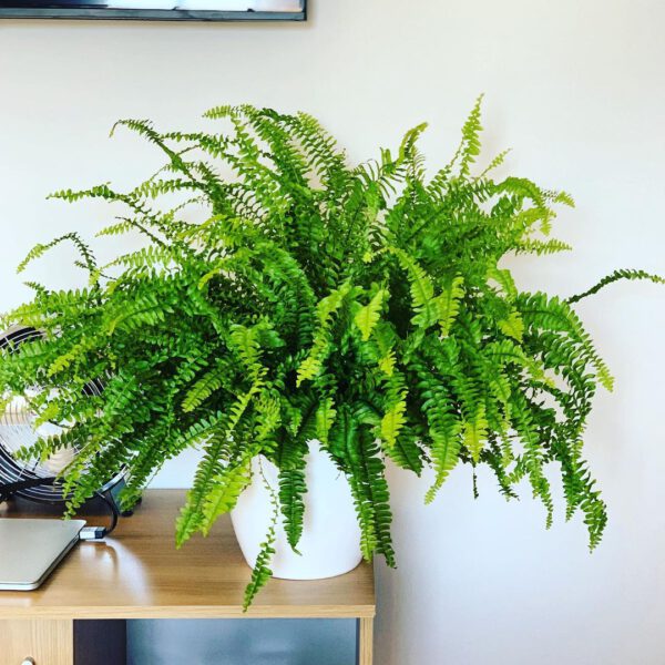 10 Low Maintenance Houseplants that Are Safe for Your Furry Friends Boston Fern