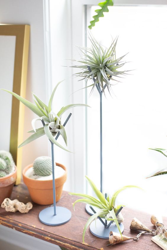 10 Low Maintenance Houseplants that Are Safe for Your Furry Friends air plant on Thursd