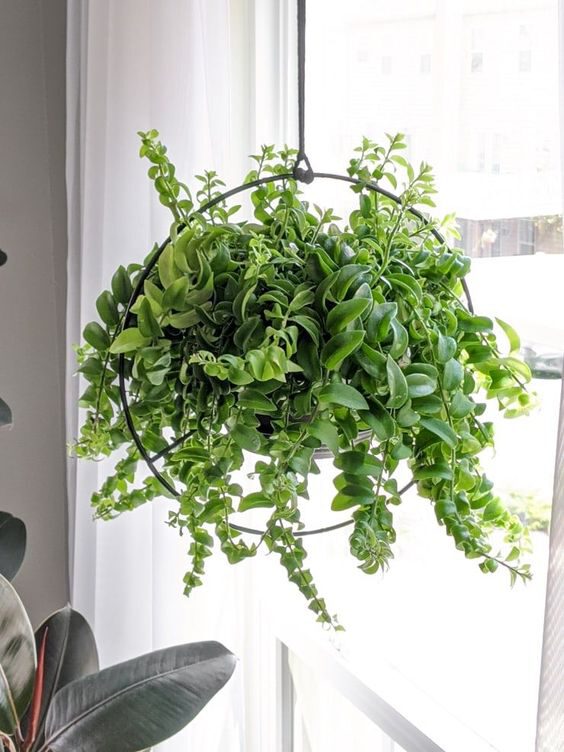 10 Low Maintenance Houseplants that Are Safe for Your Furry Friends Lipstick plant on Thursd
