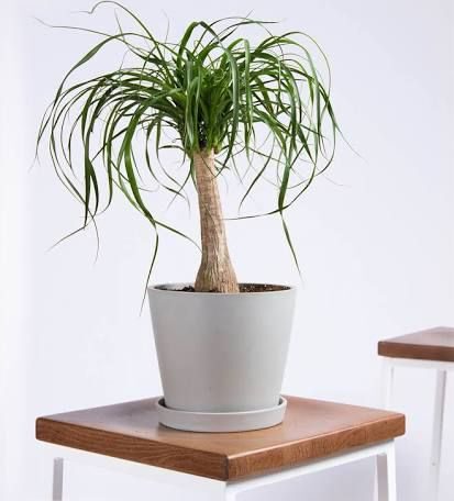 Ponytail Palm safe plant for pets on Thursd