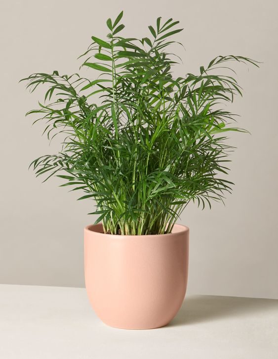 Parlor Palm is a low maintenance plant that is safe for dogs on Thursd
