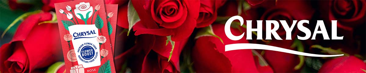 BannerChrysalRose Desktop 26