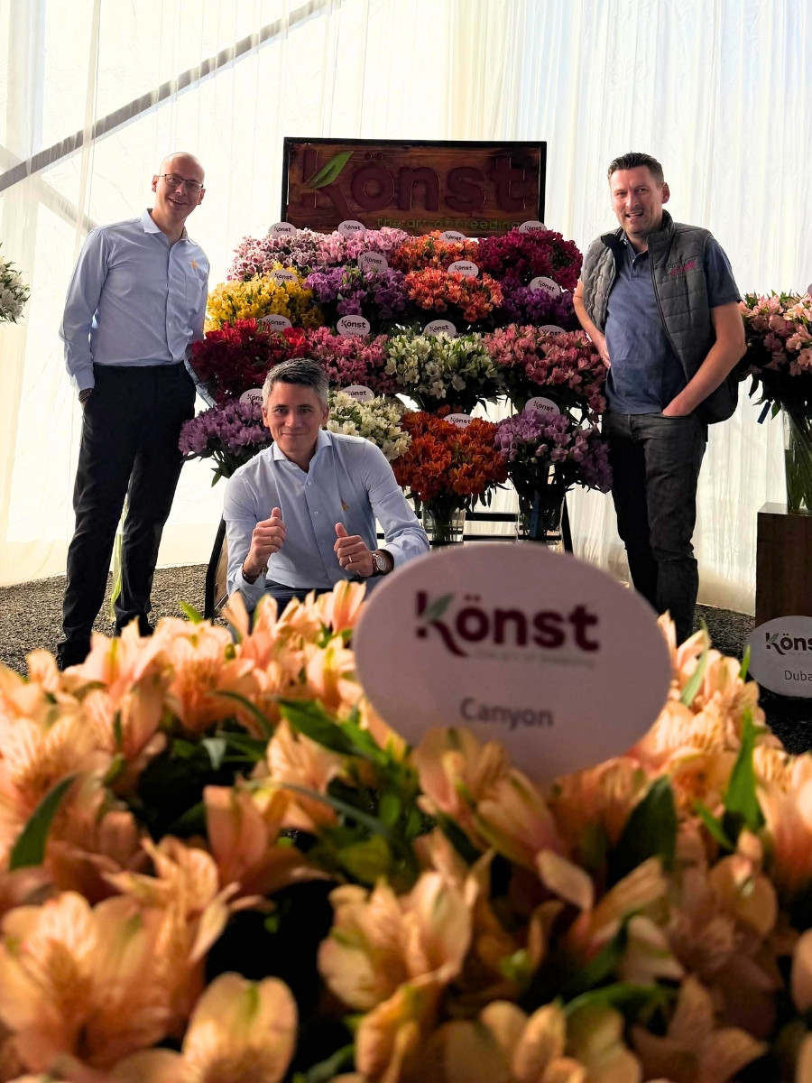 K&ouml;nst Alstroemeria&rsquo;s Eight Decades of Breeding Superior Genetics