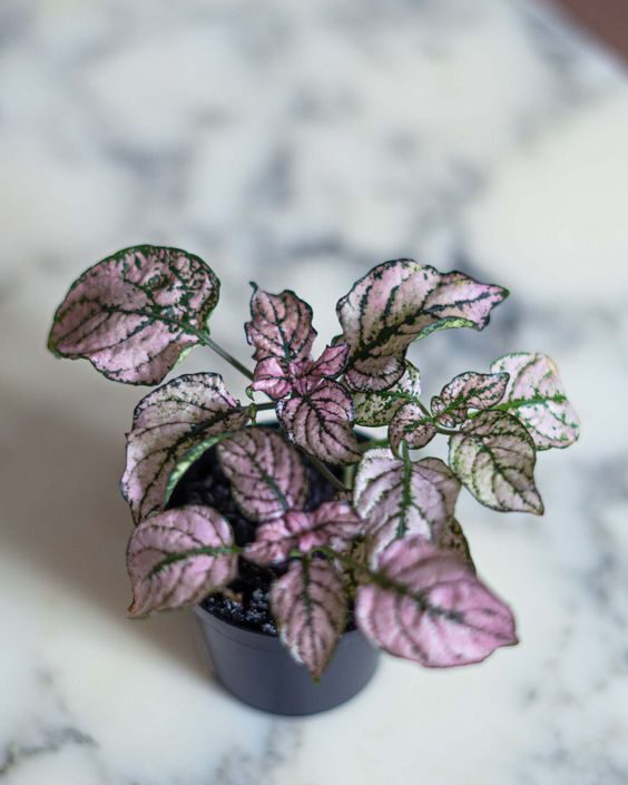 Wild Interiors — Recover Houseplants from Kid and Pet Damage