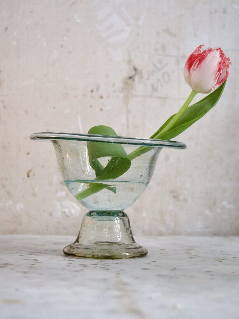 Real picture of a real Tulip in vase