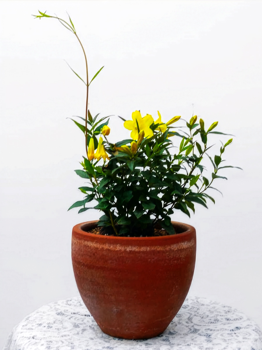 Gelsemium sempervirens by hellocacti