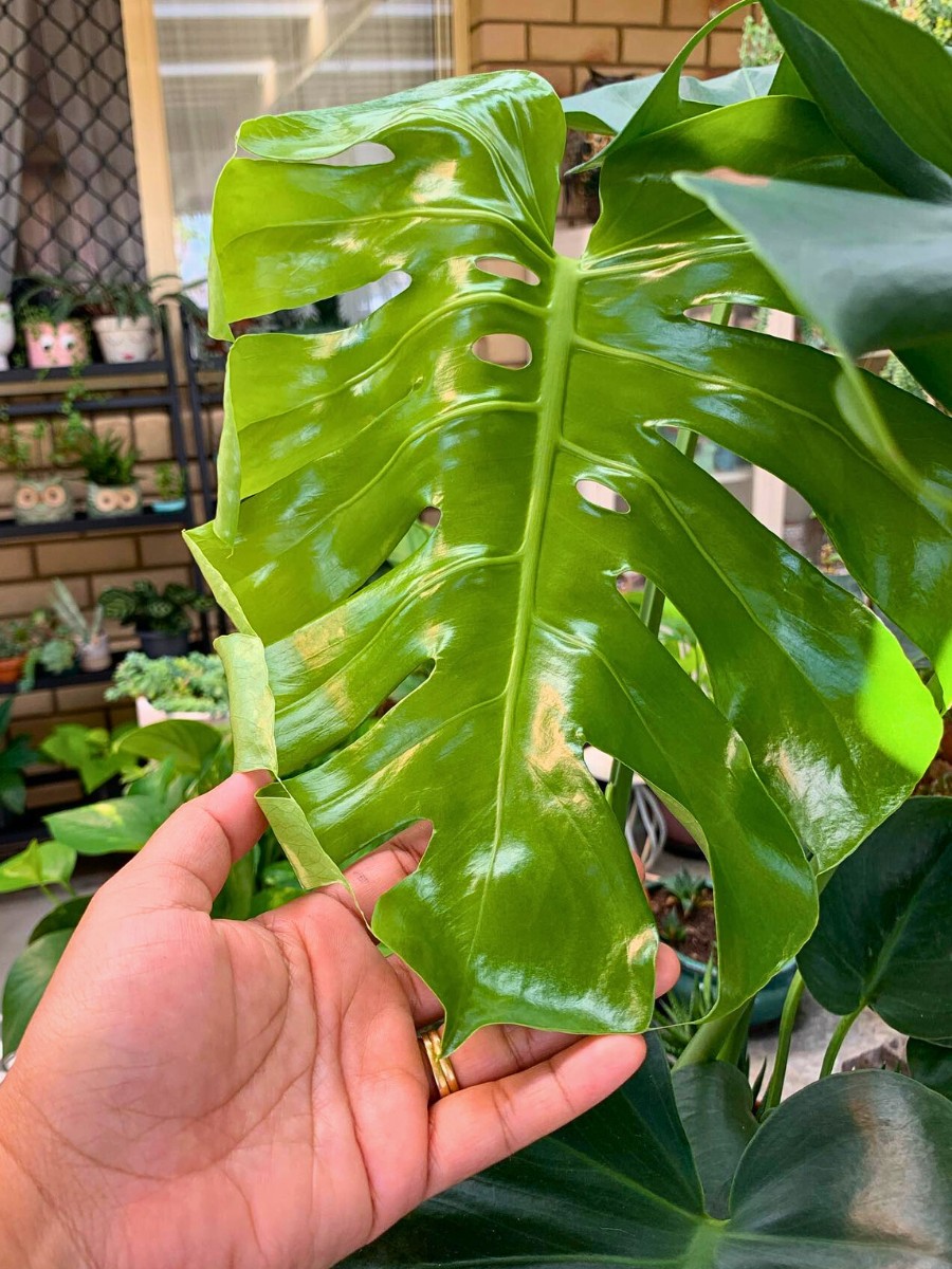 Leaves of Monstera deliciosa Tauerii