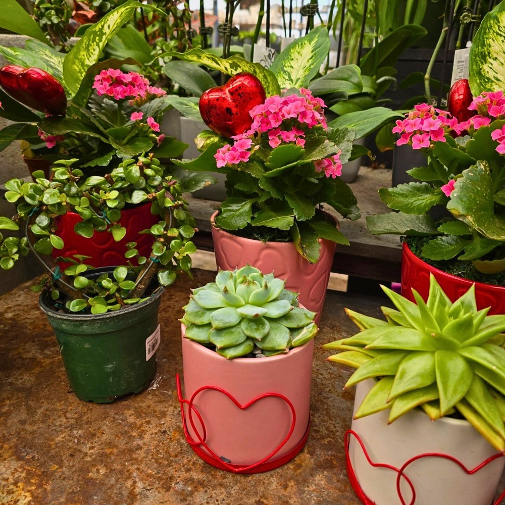 Flowers might be the obvious choice when it comes to Valentine's Day gifts, but the humble houseplant can be surprisingly seductive, too.