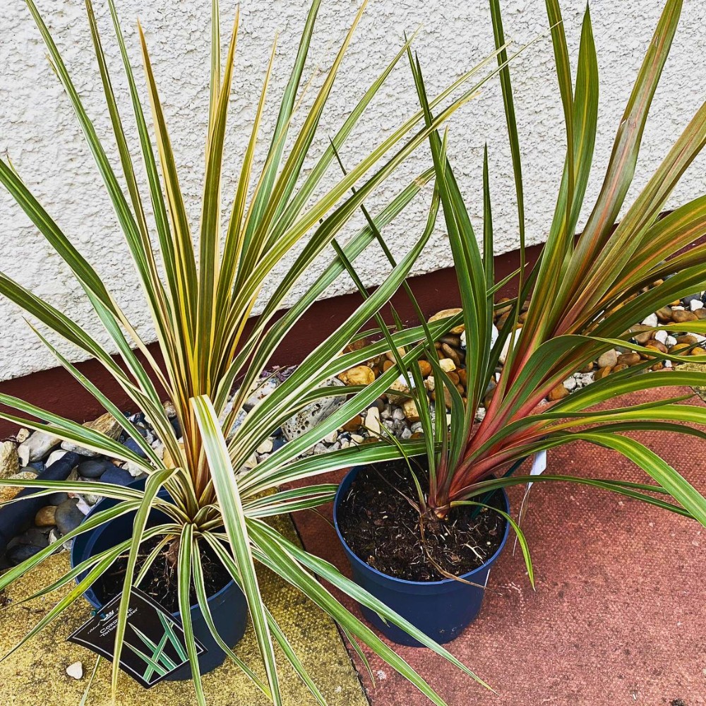 Cordyline australis Red Heart