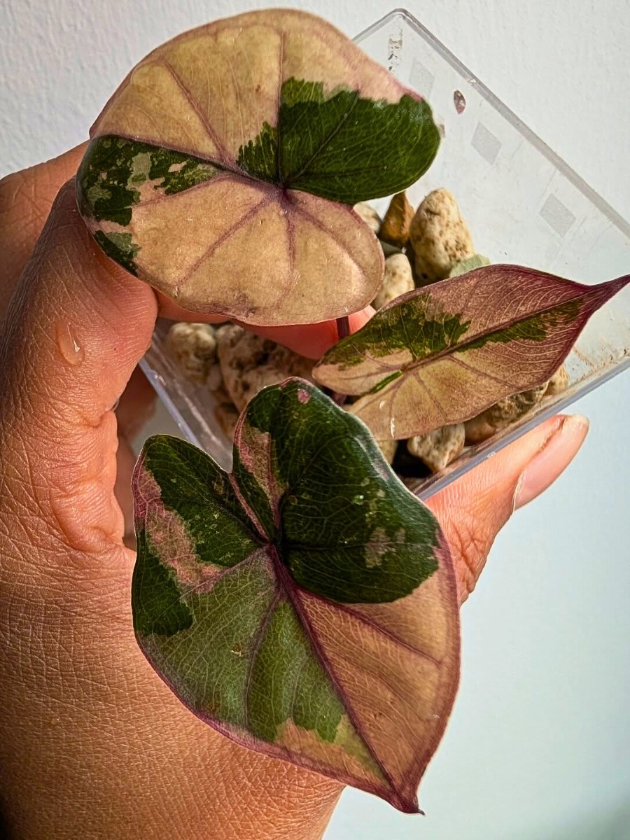 Alocasia Yucatan Princess