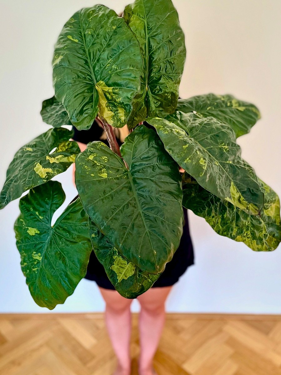 Grown Alocasia Yucatan Princess plant