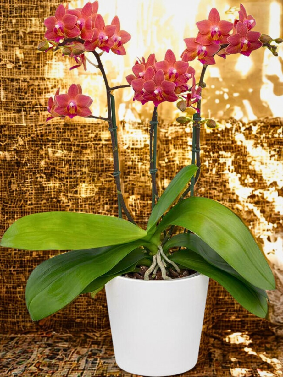 Phalaenopsis Goodnight Kiss