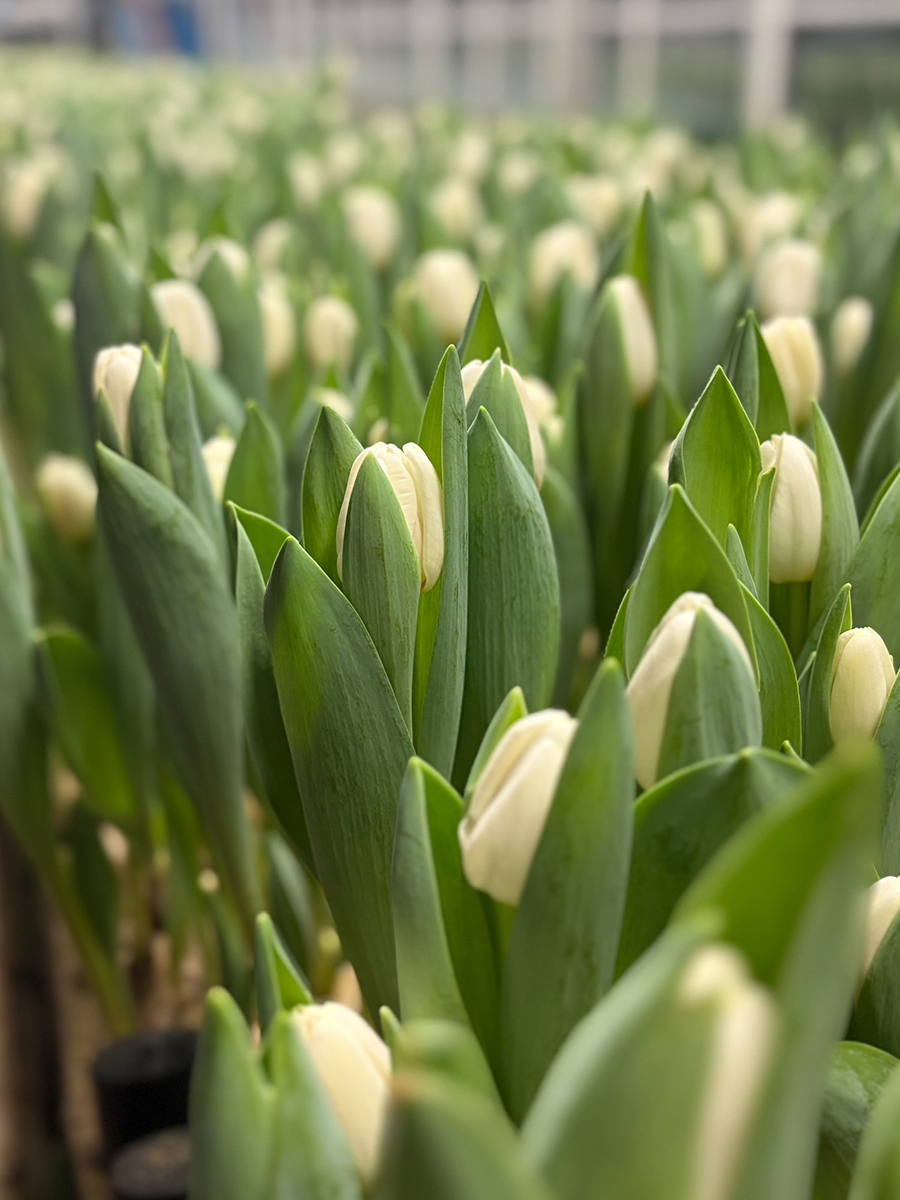 Decorum van der Gulik Tulip Antarctica
