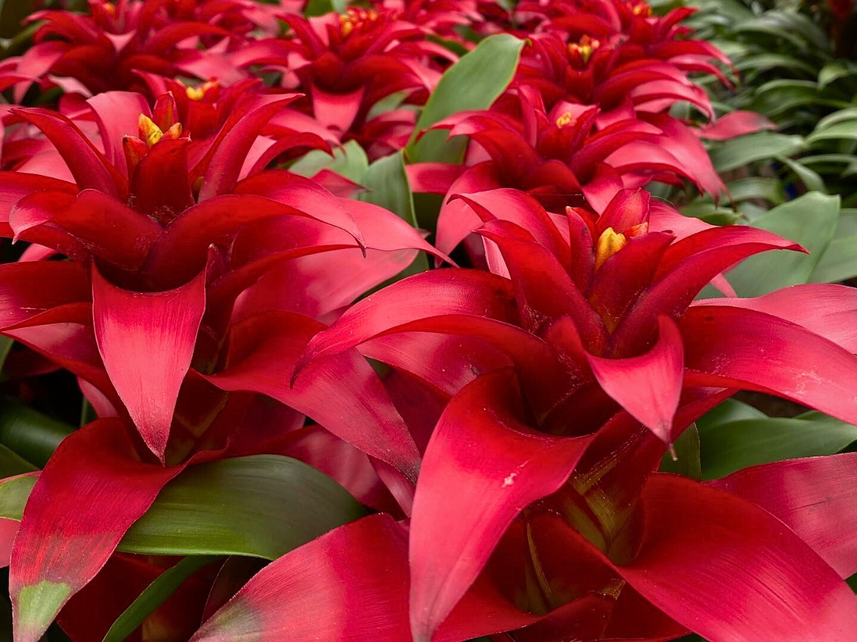 Bromeliad Guzmania grown by Decorum