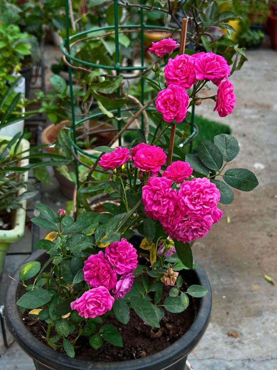 Are roses better than a rose plant for Valentine's Day?