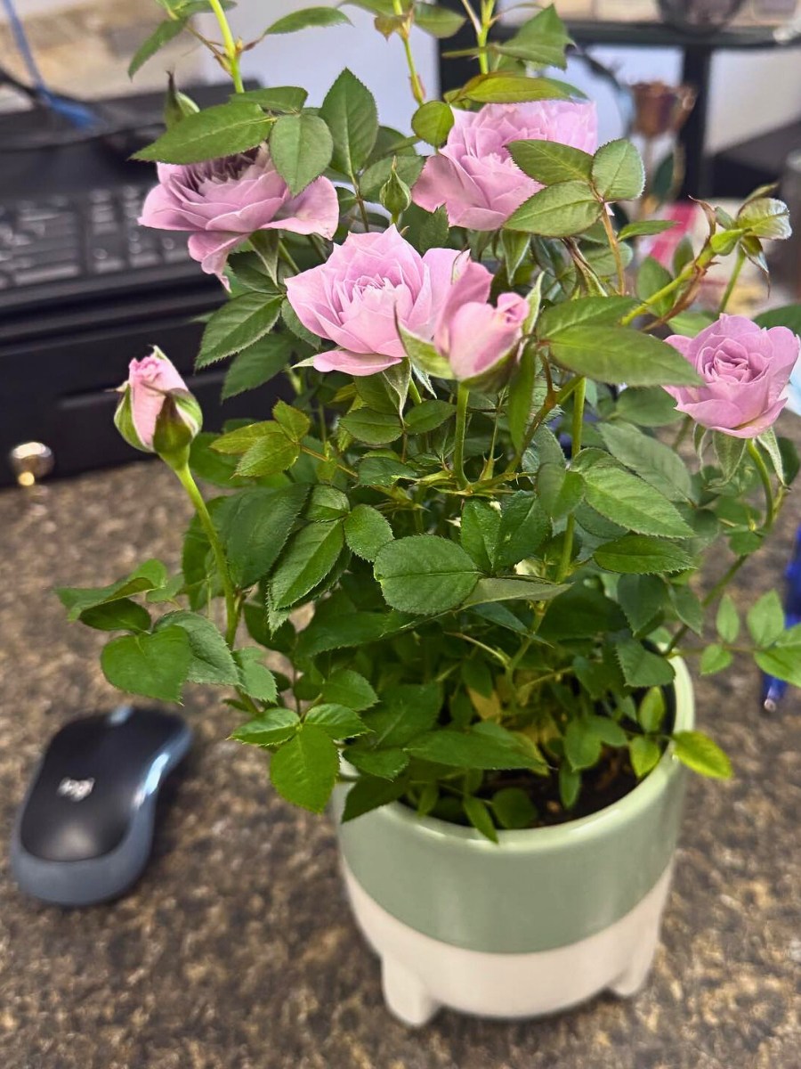 are roses better than a rose plant for Valentine's Day?