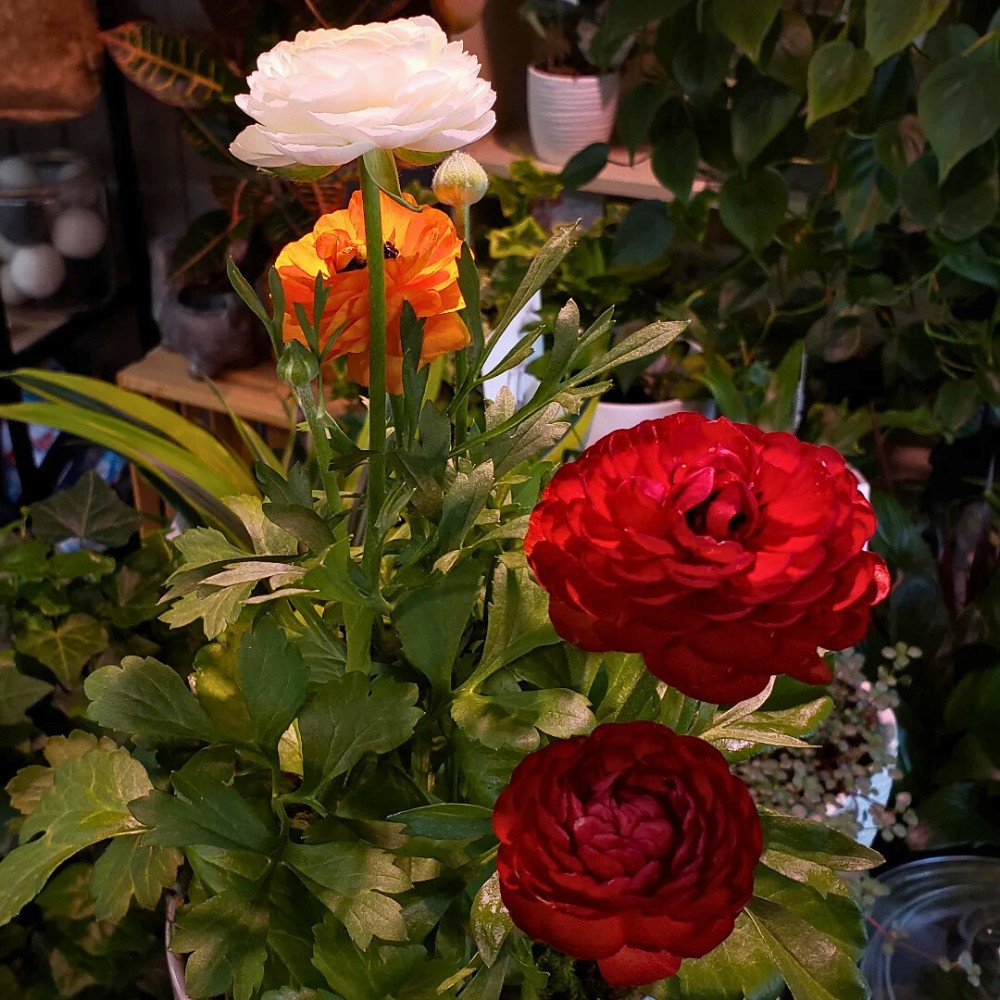 When to Plant Ranunculus for Valentine's Day