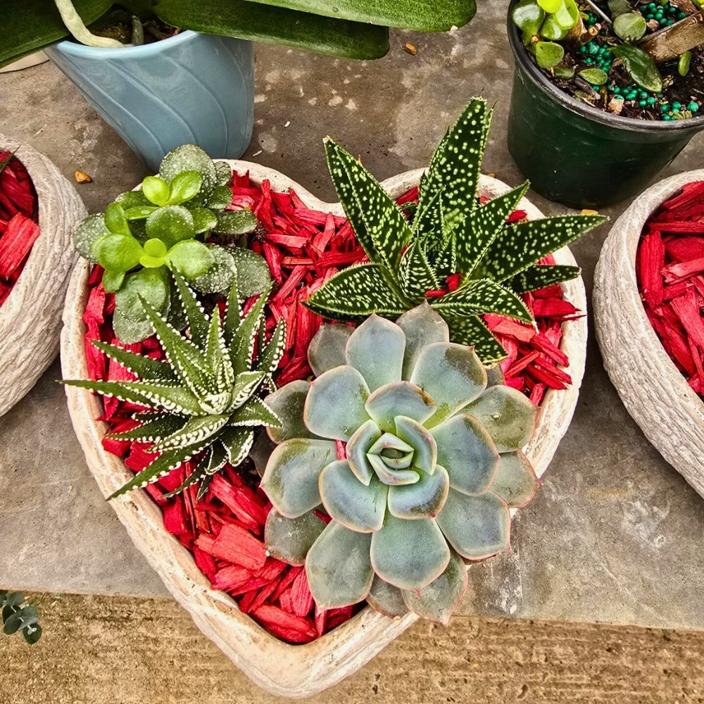 Valentine's Day plants delivered