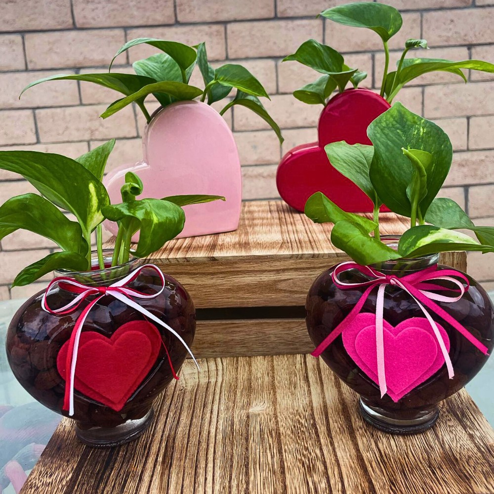 Valentine's Day plants can be gifted to special someone and also are related with good fortune