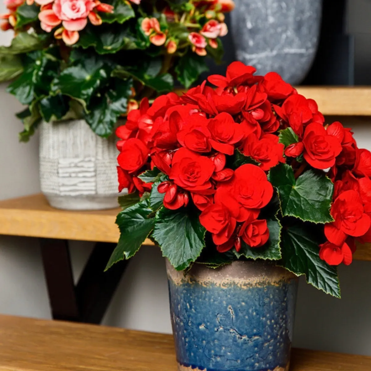 Growing Love, the Charm of Valentine's Day Plants