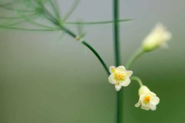 16 Flowers You Can Actually Eat! - blog julie woodworth on thursd - asparagus flowers - image source garden.eco
