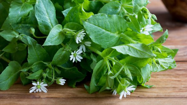 16 Flowers You Can Actually Eat! - blog julie woodworth on thursd - chickweed flowers - image source healthline