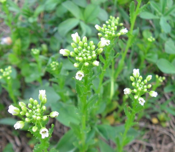 16 Flowers You Can Actually Eat! - blog julie woodworth on thursd - field pennycress - image source gardening know how