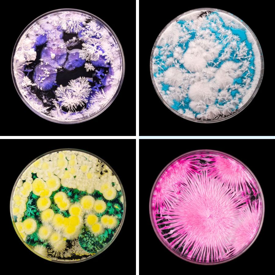 Creations by Wenting Zhu and Beauty of Science