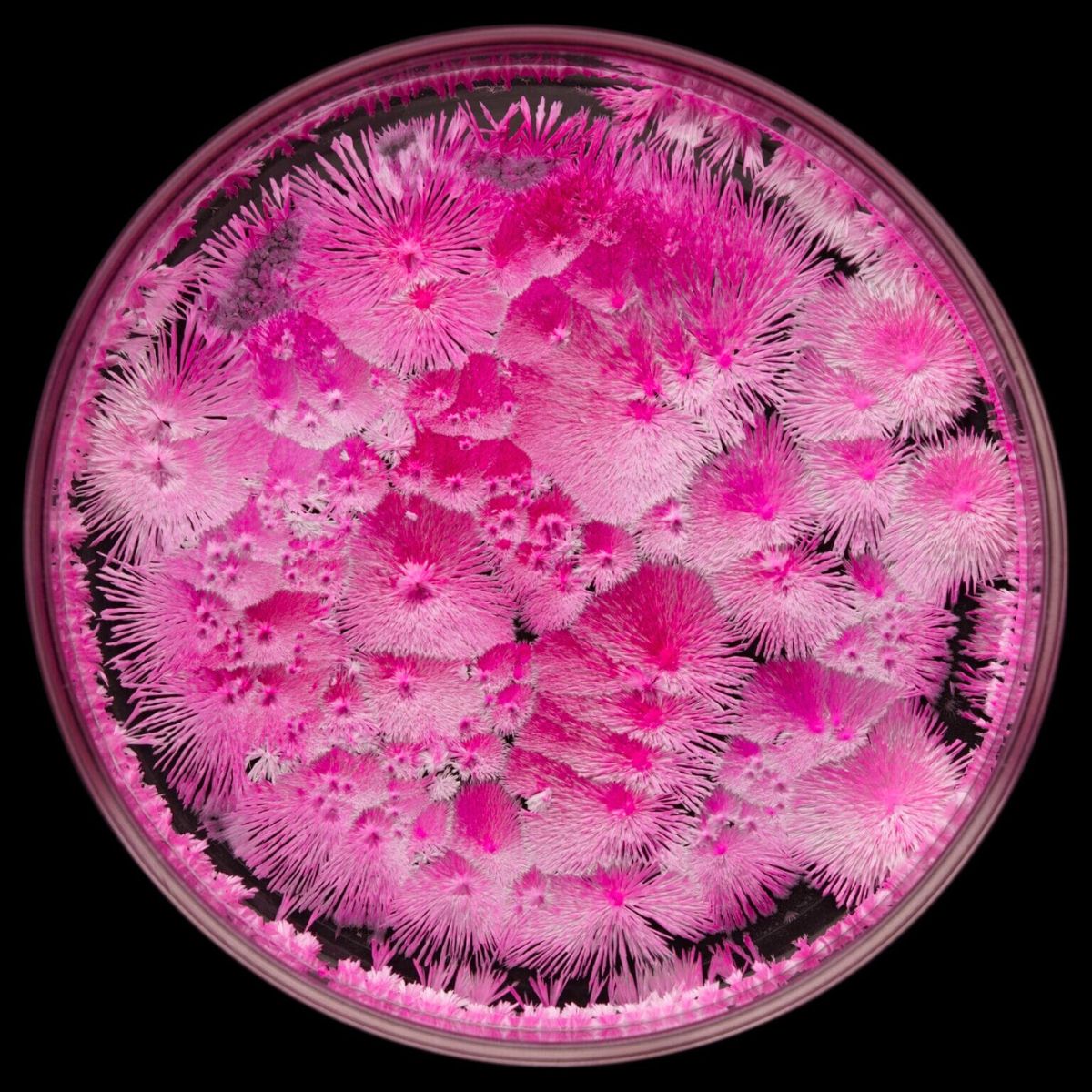 Bright pink crystalization