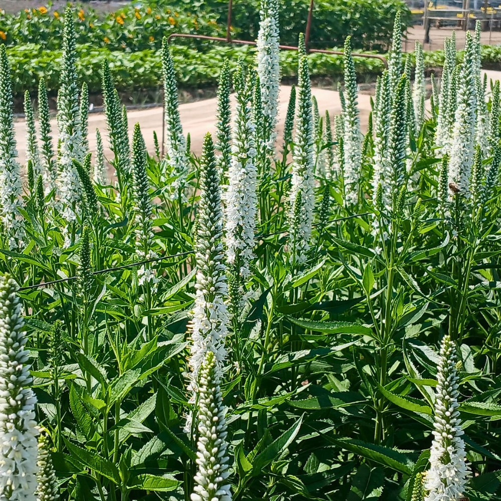 An Opportunity to Experience Danziger&rsquo;s Assortment at Their Open Days in Naivasha