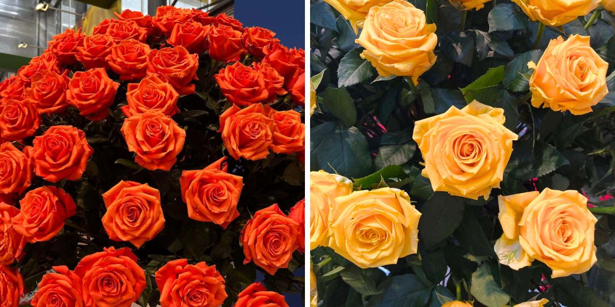 Roses by Fillco Flowers