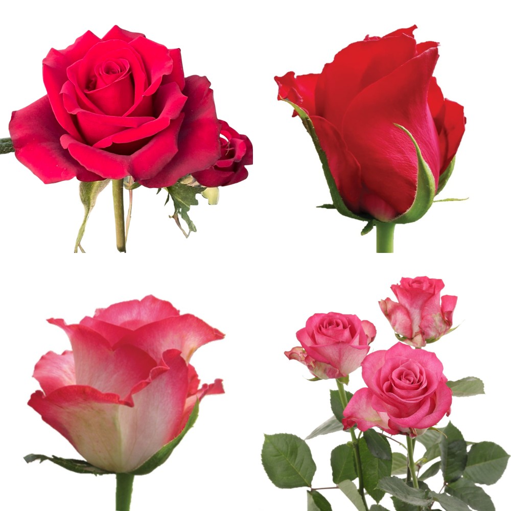 Danziger&rsquo;s Senti&reg; Series of Roses