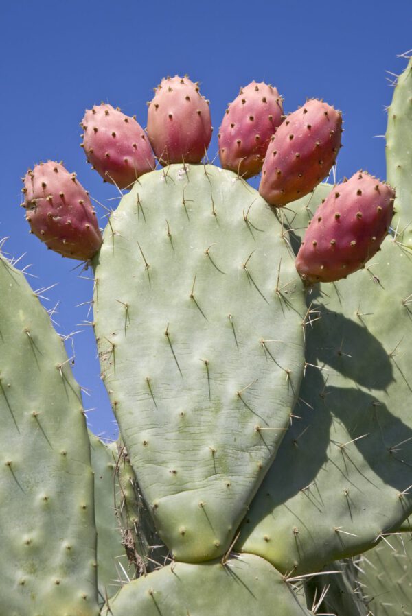 16 Flowers You Can Actually Eat! - blog julie woodworth on thursd - prickly pear fruit - image courtesy gardening know how