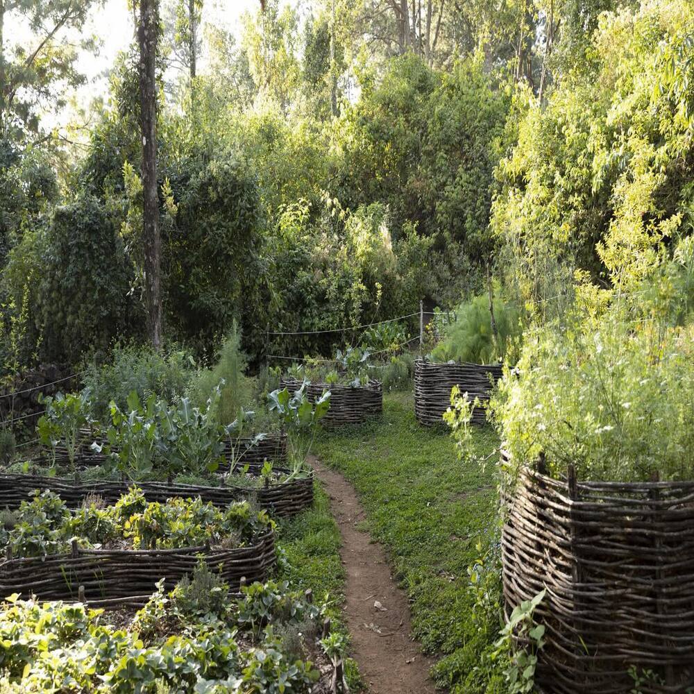 Forest green landscape