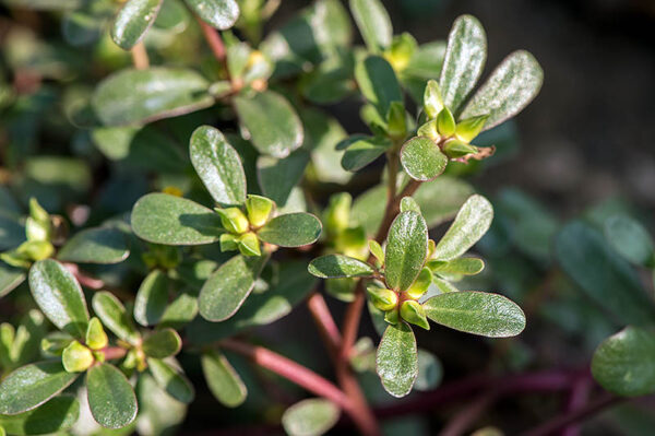 16 Flowers You Can Actually Eat! - blog julie woodworth on thursd - Purslane-Growing-in-the-Garden-with-Flower-Buds